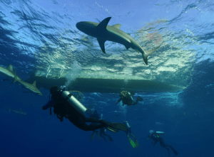 Tauchergruppe unter Wasser mit Haien