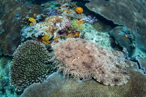 Tasselled Wobbegong Resting on Reef in Raja Ampat