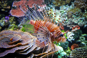 Red lionfish (Pterois volit
