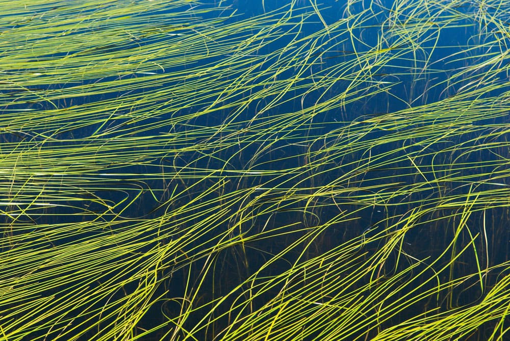 Algaes in lake background